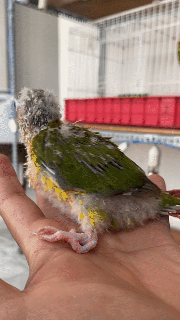 Vẹt Greencheek Pineapple Dạn Người, Quấn chủ. Mua bán Chim tại Quận 12 Tp Hồ Chí Minh được đăng bởi Lê Trọng Tính hình 1