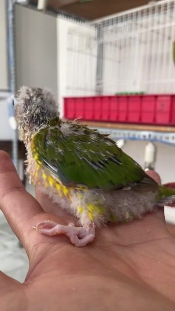 Vẹt Greencheek Pineapple Dạn Người, Quấn chủ. Mua bán Chim tại Quận 12 Tp Hồ Chí Minh được đăng bởi Lê Trọng Tính hình 1