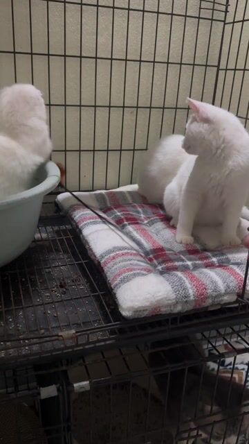 miu xinh nhà trồng. Mua bán Mèo tại Huyện Thường Tín Hà Nội được đăng bởi Thu Hoài hình 1