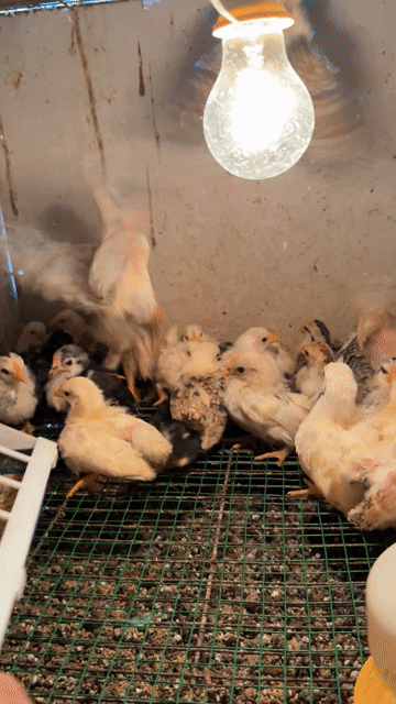Gà tre Thái chân trung nhiều màu. Mua bán Gà tại Quận Bắc Từ Liêm Hà Nội được đăng bởi Nguyễn đức hình 1