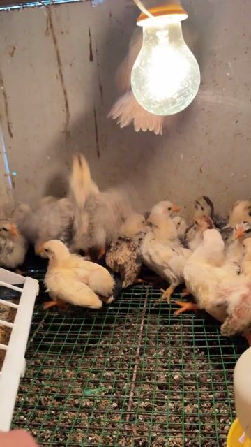 Gà tre Thái chân trung nhiều màu. Mua bán Gà tại Quận Bắc Từ Liêm Hà Nội được đăng bởi Nguyễn đức hình 1