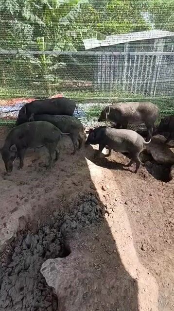 Heo lai 20-45kg ❤️❤️❤️. Mua bán Thú cưng khác tại Thành phố Thủ Đức Tp Hồ Chí Minh được đăng bởi chuyên cung cấp gà đông tảo thuần chủng  hình 1