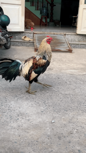 Gà chuối trắng 3k3. Mua bán Gà tại Huyện Củ Chi Tp Hồ Chí Minh được đăng bởi Đức Minh hình 1