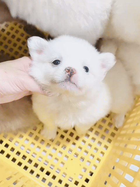 Chó Phốc Sóc Mini 2 tháng đã tiêm. Mua bán Chó tại Quận 11 Tp Hồ Chí Minh được đăng bởi Minh nguyễn  hình 1