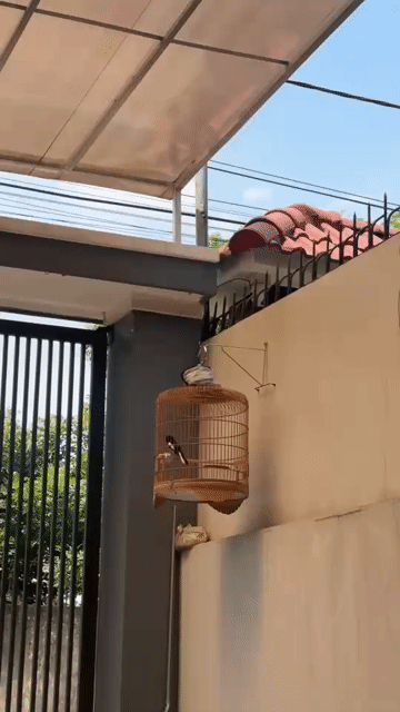 Chim chào mào Đực đã thay lông màu Đen. Mua bán Chim tại Thành phố Thủ Đức Tp Hồ Chí Minh được đăng bởi Tran anh duc hình 1