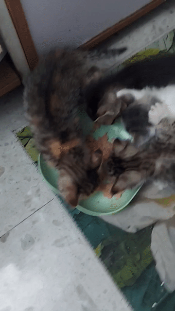 Mèo con nhiều màu , 2 tháng tuổi, giới tính cái. Mua bán Mèo tại Quận Lê Chân Hải Phòng được đăng bởi TungDuong hình 1