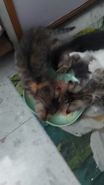 Mèo con nhiều màu , 2 tháng tuổi, giới tính cái. Mua bán Mèo tại Quận Lê Chân Hải Phòng được đăng bởi TungDuong hình 1