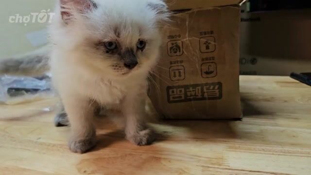 Mèo Anh lông dài đực 1.5 tháng Trắng xám,mắt xanh. Mua bán Mèo tại Quận 1 Tp Hồ Chí Minh được đăng bởi VÂN 60 hình 1