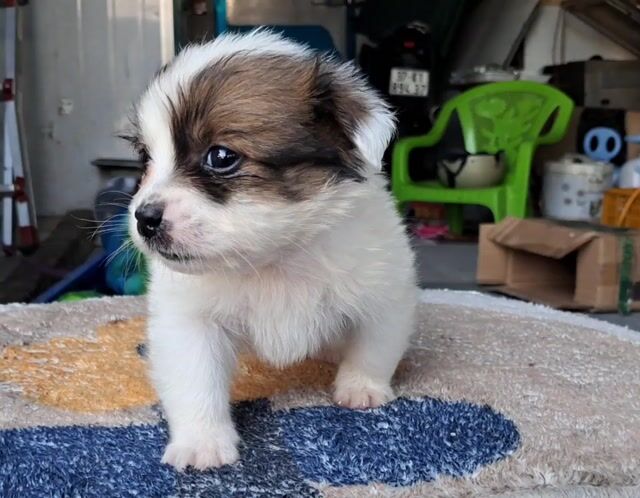 Chó Nhật mini bé xíu. Mua bán Chó tại Thành phố Thủ Đức Tp Hồ Chí Minh được đăng bởi Nguyễn hình 1