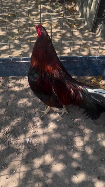 Gà 3.6kg Đực. Mua bán Gà tại Huyện Hóc Môn Tp Hồ Chí Minh được đăng bởi nguyen Bảo  hình 1