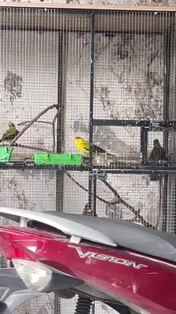 Chim Vàng anh 1 mùa đang thay lông. Mua bán Chim tại Quận Tân Phú Tp Hồ Chí Minh được đăng bởi Nhuận Huỳnh hình 1