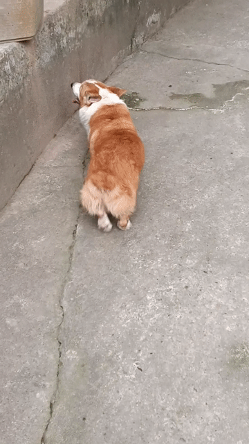 Corgi đực full khăn kẻ. Mua bán Chó tại Thị xã Duy Tiên Hà Nam được đăng bởi Vũ Văn Tính hình 1