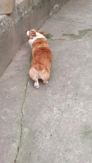 Corgi đực full khăn kẻ. Mua bán Chó tại Thị xã Duy Tiên Hà Nam được đăng bởi Vũ Văn Tính hình 1