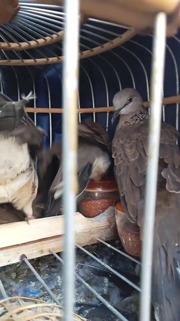 Chim cu gáy Trống mái Nâu xám. Mua bán Chim tại Quận 12 Tp Hồ Chí Minh được đăng bởi tý hình 1