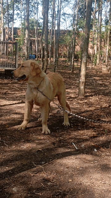 Chó Golden Retriever đực 5 tháng. Mua bán Chó tại Huyện Trảng Bom Đồng Nai được đăng bởi Trần Văn lưu hình 1