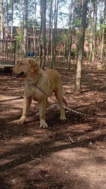 Chó Golden Retriever đực 5 tháng. Mua bán Chó tại Huyện Trảng Bom Đồng Nai được đăng bởi Trần Văn lưu hình 1