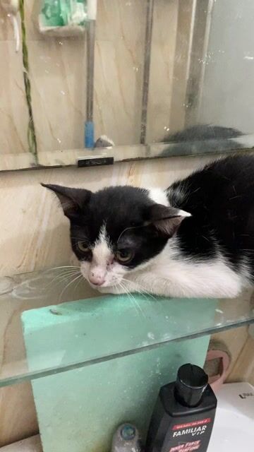 Mèo lai Texendo giống cái 3 tháng tuổi. Mua bán Mèo tại Thành phố Thủ Đức Tp Hồ Chí Minh được đăng bởi Họ Nhà Mèo hình 1