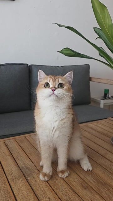 Mèo Anh Lông Ngắn Golden NY12 10 tháng. Mua bán Mèo tại Thành phố Thủ Đức Tp Hồ Chí Minh được đăng bởi Leo Petshop hình 1