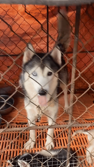 Chó Husky Đực Cái Trắng xám. Mua bán Chó tại Huyện Trảng Bom Đồng Nai được đăng bởi Hương hình 1