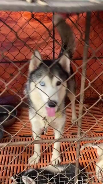Chó Husky Đực Cái Trắng xám. Mua bán Chó tại Huyện Trảng Bom Đồng Nai được đăng bởi Hương hình 1