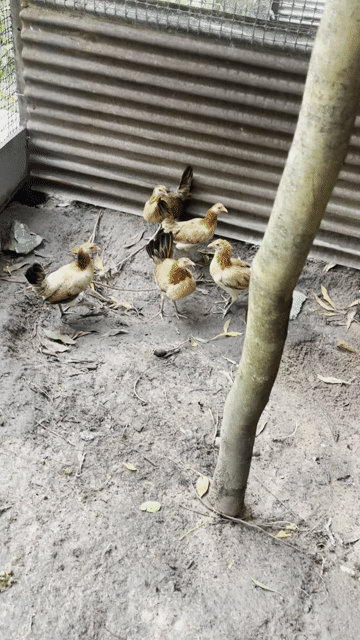 cần bán mái cuban lai. Mua bán Gà tại Thành phố Biên Hòa Đồng Nai được đăng bởi Vũ ngọc Đức hình 1