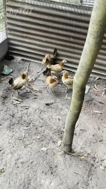 cần bán mái cuban lai. Mua bán Gà tại Thành phố Biên Hòa Đồng Nai được đăng bởi Vũ ngọc Đức hình 1