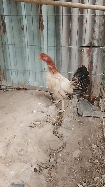 Gà mái Tre Cubankeo 1.1kg. Mua bán Gà tại Thành phố Thủ Đức Tp Hồ Chí Minh được đăng bởi Võ Trường hình 1