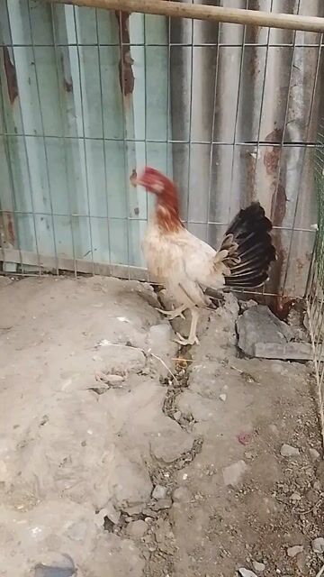 Gà mái Tre Cubankeo 1.1kg. Mua bán Gà tại Thành phố Thủ Đức Tp Hồ Chí Minh được đăng bởi Võ Trường hình 1