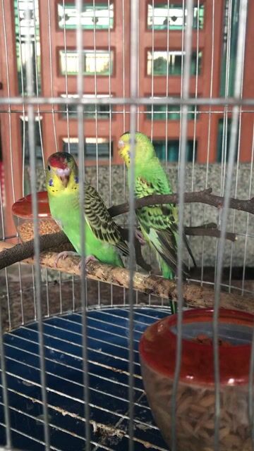 Chim Yến phụng 6 tháng Xanh lá. Mua bán Chim tại Thành phố Biên Hòa Đồng Nai được đăng bởi Hòa Real hình 1