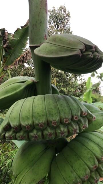 Chuối Bàn tay Phật Xanh lá. Mua bán Đồ ăn, thực phẩm và các loại khác tại Huyện Phong Điền Cần Thơ được đăng bởi Chuồng gà hình 1