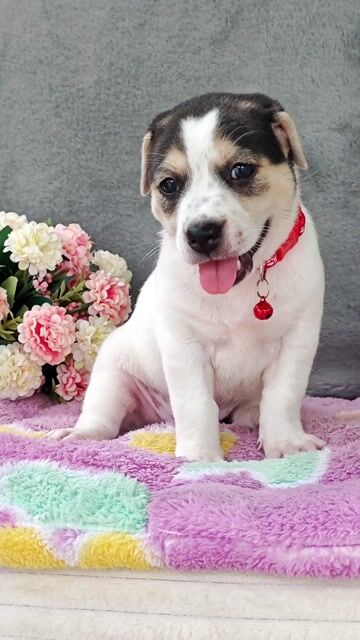 Gái Nhật f chào sen nhen😙🥰🎉. Mua bán Chó tại Huyện Hóc Môn Tp Hồ Chí Minh được đăng bởi Smile Pet hình 1