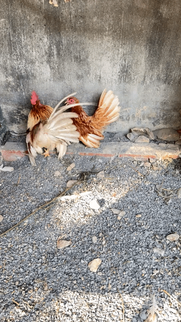 Gà Thái chân lùn. Mua bán Gà tại Huyện Trảng Bom Đồng Nai được đăng bởi Giang Hố Nai hình 1