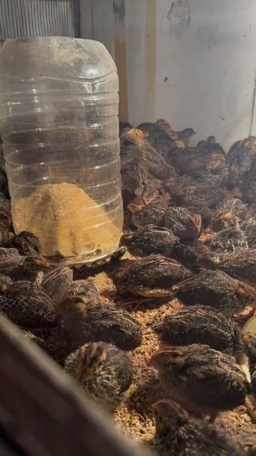 Chim cút 25 ngày tuổi. Mua bán Chim tại Quận 7 Tp Hồ Chí Minh được đăng bởi Le Thuan hình 1