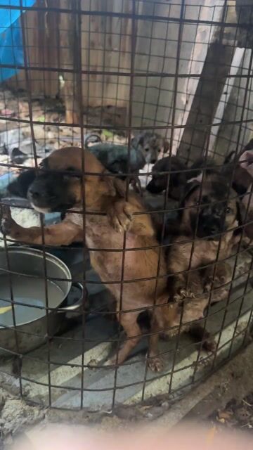 Chó phú quốc lai peru không lông. Mua bán Chó tại Thành phố Thủ Đức Tp Hồ Chí Minh được đăng bởi Ngọc Hoàng hình 1
