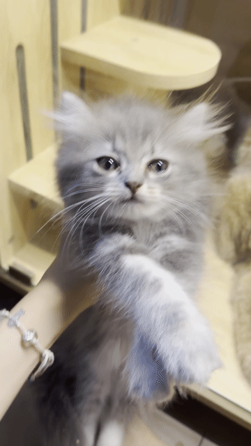 Mèo cái ALD Tabby Xám. Mua bán Mèo tại Quận 11 Tp Hồ Chí Minh được đăng bởi Quynh Thu hình 1