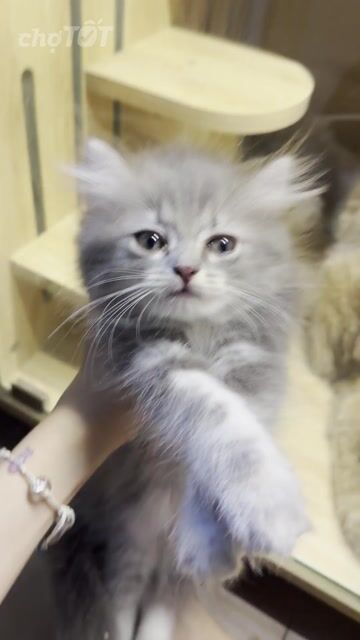 Mèo cái ALD Tabby Xám. Mua bán Mèo tại Quận 11 Tp Hồ Chí Minh được đăng bởi Quynh Thu hình 1