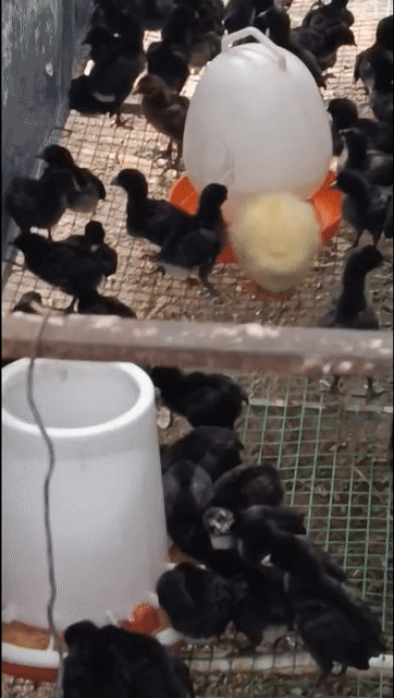 Gà con Lai nòi Đen. Mua bán Gà tại Thành phố Thuận An Bình Dương được đăng bởi Le binh hình 1