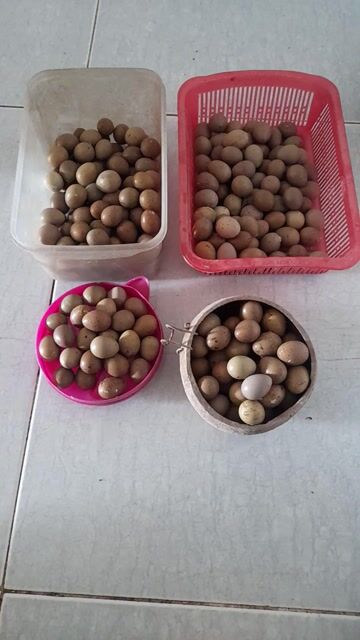 Trứng gà Rutin tỉ lệ cồ trên 80%. Mua bán Đồ ăn, thực phẩm và các loại khác tại Thị xã Bình Minh Vĩnh Long được đăng bởi Nguyen thanh nam hình 1