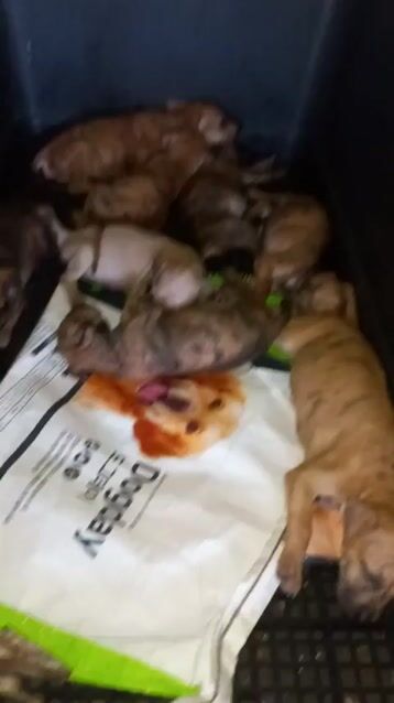 Chó Phú Quốc đực cái phả Trum. Mua bán Chó tại Quận 12 Tp Hồ Chí Minh được đăng bởi Tôi bán sản phẩm Thật  hình 1