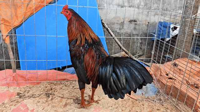 que . Mua bán Gà tại Quận 12 Tp Hồ Chí Minh được đăng bởi Cao Huy  hình 1