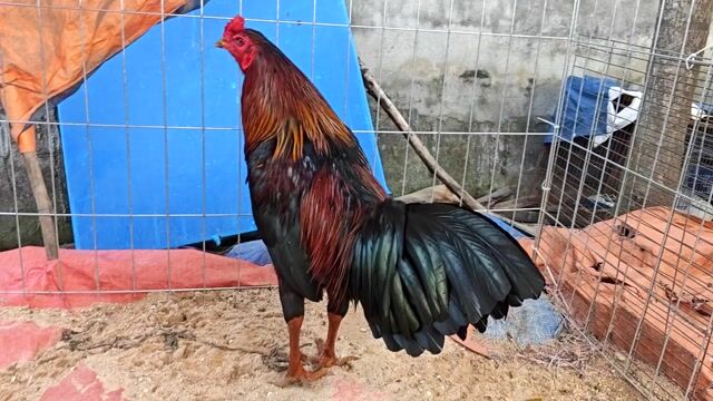 que . Mua bán Gà tại Quận 12 Tp Hồ Chí Minh được đăng bởi Cao Huy  hình 1