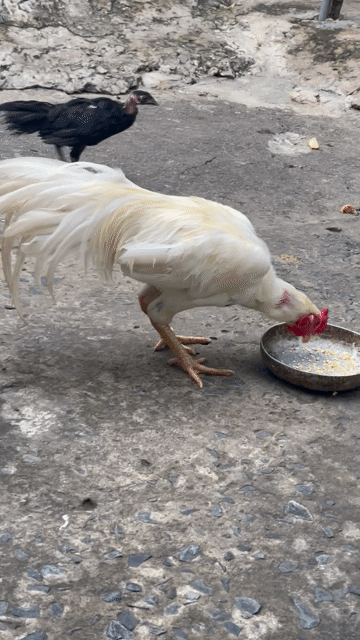 Gà trống tơ cự mạnh 6/7 tháng. Mua bán Gà tại Huyện Gò Công Tây Tiền Giang được đăng bởi Thiện  hình 1