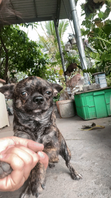 Chó Chihuahua đực. Mua bán Chó tại Huyện Đức Hòa Long An được đăng bởi Lê Thị Ngọc Ánh hình 1
