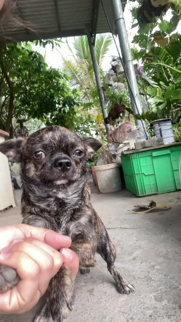 Chó Chihuahua đực. Mua bán Chó tại Huyện Đức Hòa Long An được đăng bởi Lê Thị Ngọc Ánh hình 1