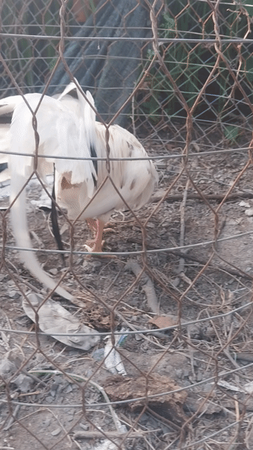 Gà Trắng 1.8kg. Mua bán Gà tại Huyện Hóc Môn Tp Hồ Chí Minh được đăng bởi Luong hoang nghia hình 1