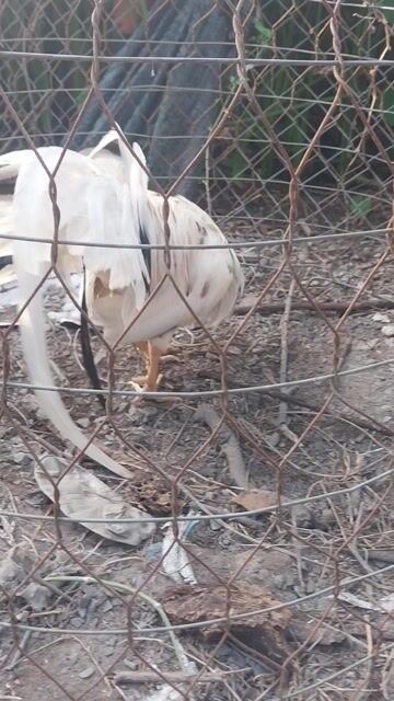 Gà Trắng 1.8kg. Mua bán Gà tại Huyện Hóc Môn Tp Hồ Chí Minh được đăng bởi Luong hoang nghia hình 1