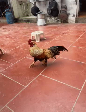 Gà trống nhiều màu đực đã tiêm. Mua bán Gà tại Huyện Thanh Oai Hà Nội được đăng bởi Hoàng Nguyễn hình 1