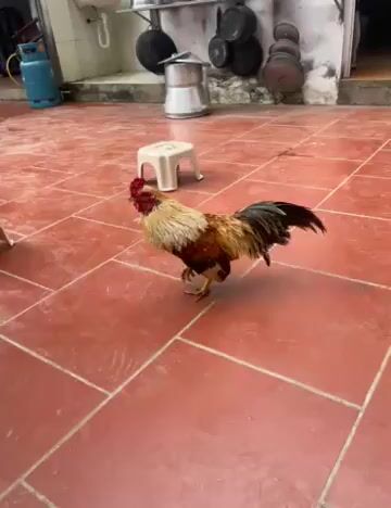 Gà trống nhiều màu đực đã tiêm. Mua bán Gà tại Huyện Thanh Oai Hà Nội được đăng bởi Hoàng Nguyễn hình 1