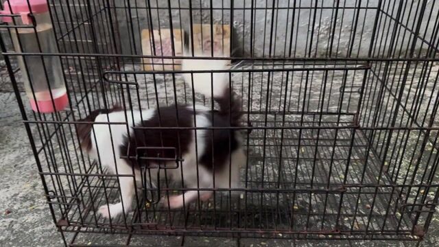 Chó Chihuahua lông dài cái. Mua bán Chó tại Quận Gò Vấp Tp Hồ Chí Minh được đăng bởi Huy hình 1