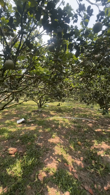 Mua bán Đất Huyện Chơn Thành Bình Phước diện tích 1300 m² giá 3,299 tỷ